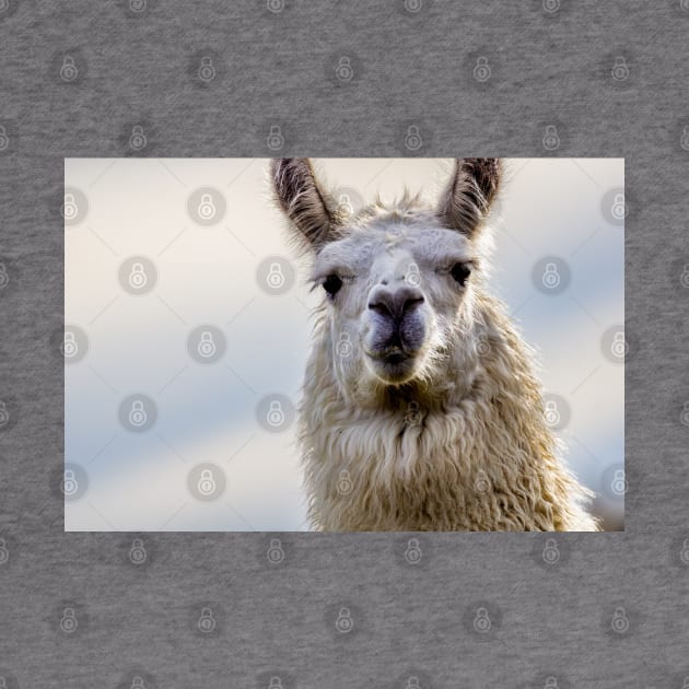 Cute Alpaca Portrait Wall Art Photograph by Czajnikolandia